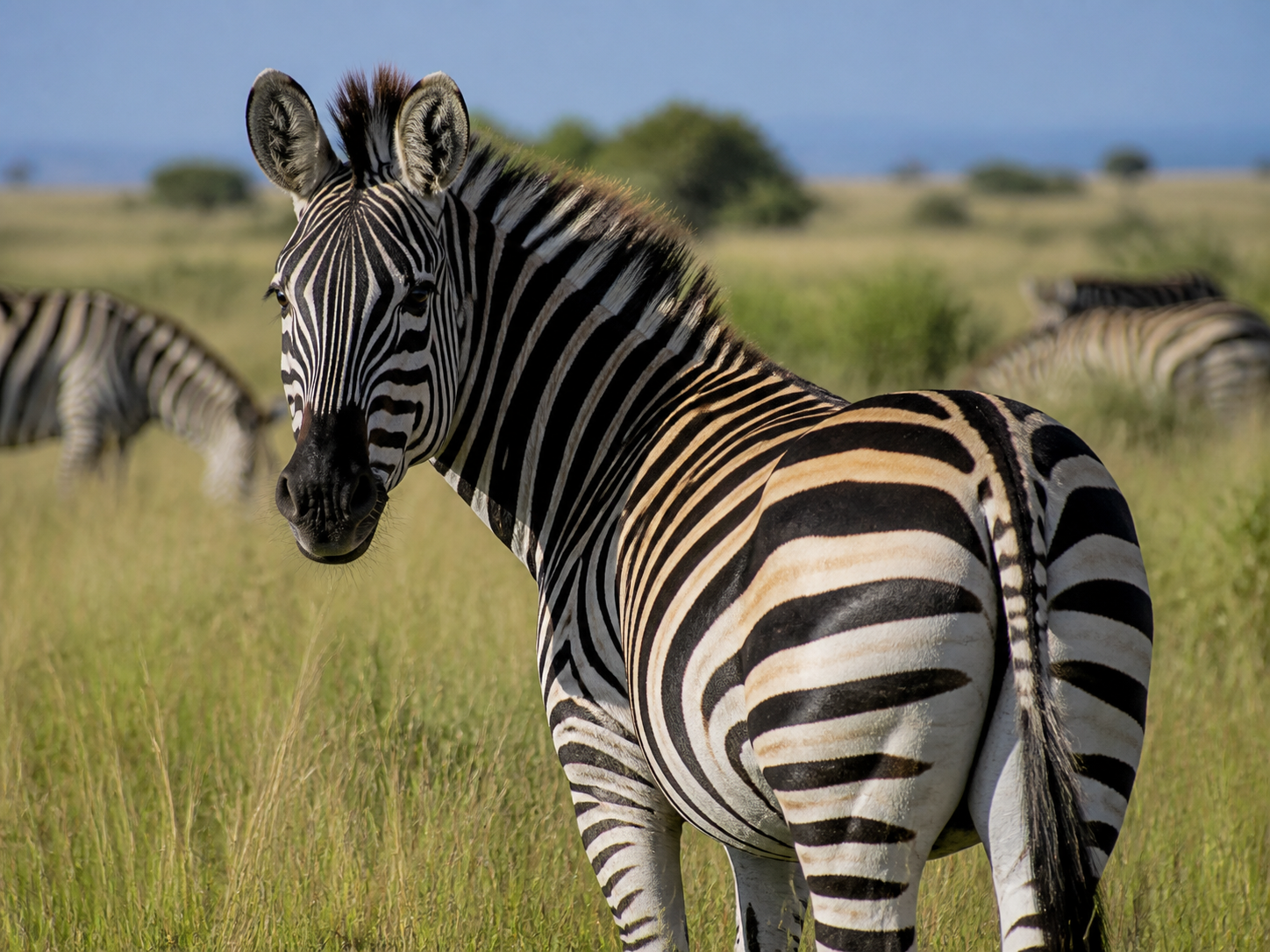 Zebra in African grassland